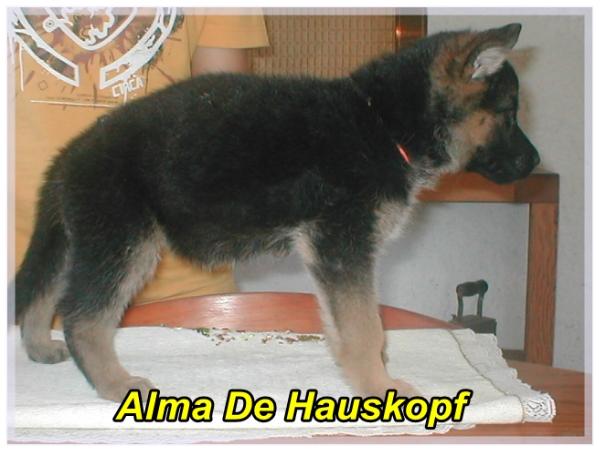 Alma De Hauskopf