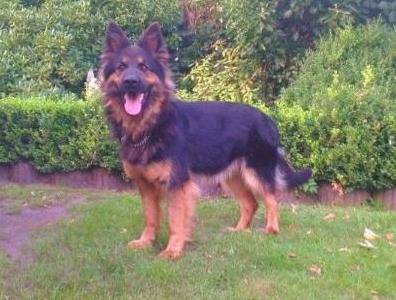 Wanna-Be vom Altdeutschen Eck