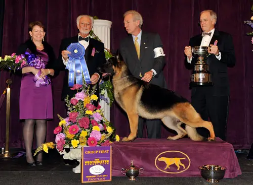 GCH Babheim's Captain Crunch