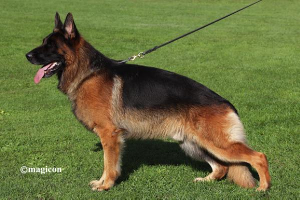 VA1 GSDCA(US) 2016, VA6 (US) 2016, V29 BSZS 2015 Paxx von den Oher Tannen