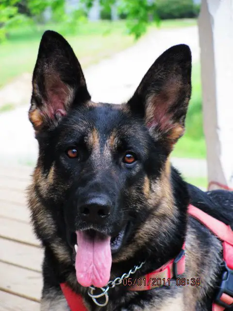 Karma Tolbert Vom Schoner Hund