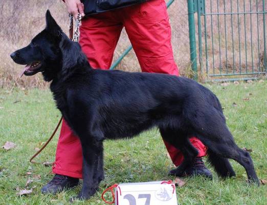 ZVV3,FPR3,T3,SPT3 DINA ze SVOBODNÉHO DVORA