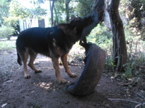 Fido Von Sprin