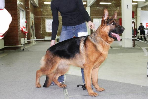 JCH. CH. RUS Mein Stern General