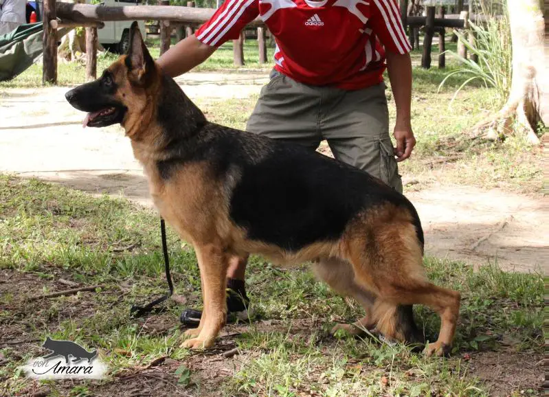 Kasandra vom Schwedenring