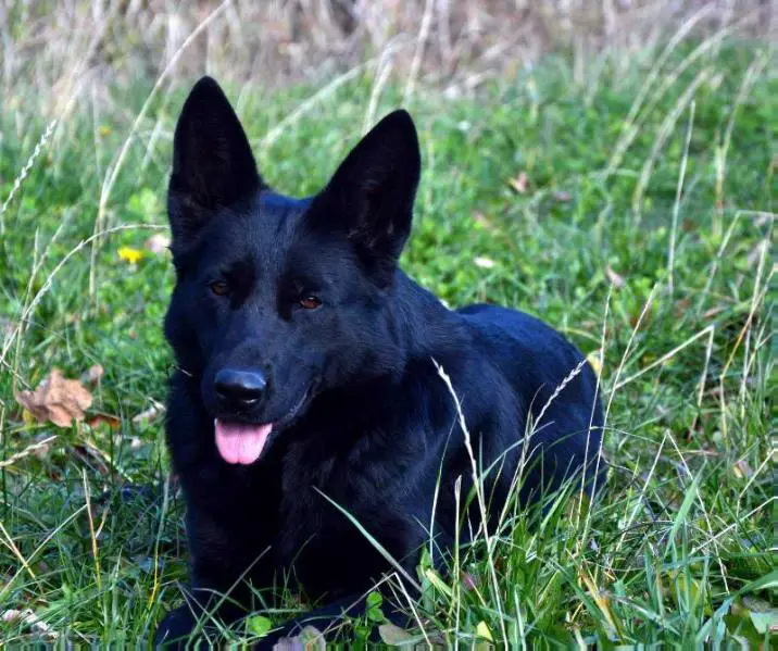 Kessi Arpat