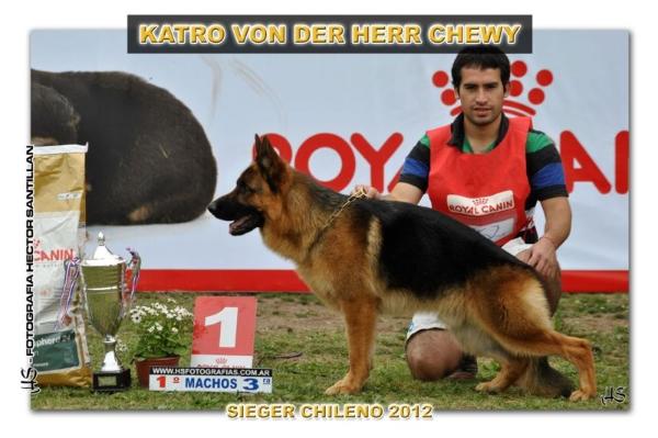 VA3 CHILE 2016 Katro Von Der Herr Chewy