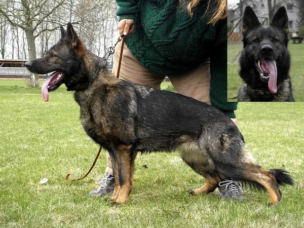 SG Mery z Berounske Basty