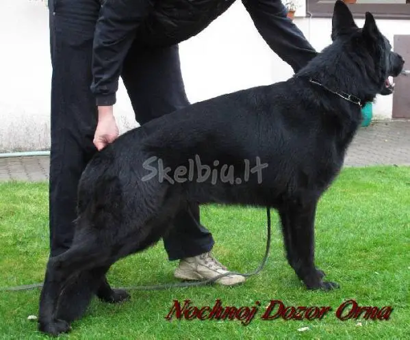 Nochnoy Dozor Orna