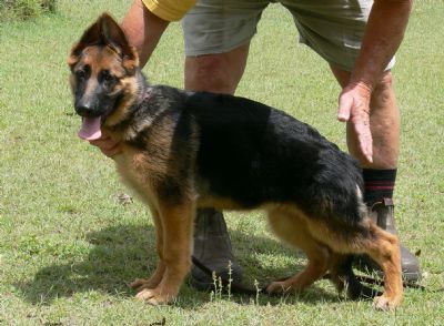 Kieserhund Zahara