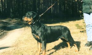 Zimba Is Rojaus Slenio