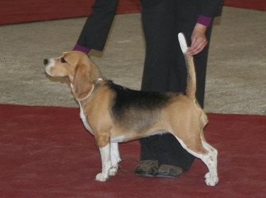 CHCRO, CHMNG, CHSRB Favour The Merry Beaglers