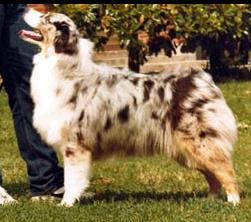ASCA CH Briarbrook's Daiquiri Miss