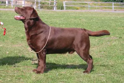 CH CAN, CH JPN, Loresho Tango