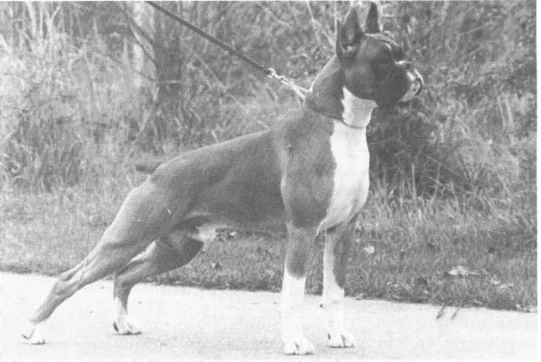 Abgar v. Bernamariek