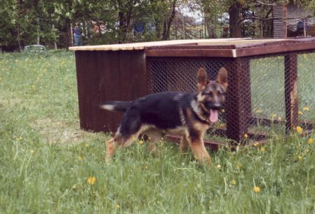 SG Cindy von der Germanenquelle