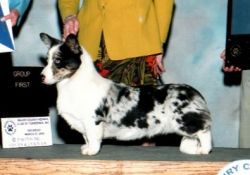 AM CH Pecan Valley Blue Thunder