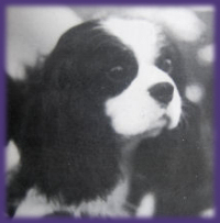 Homerbrent Jeremy At Cottismeer