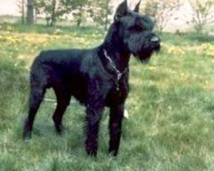 Hondo v. Gunterstal