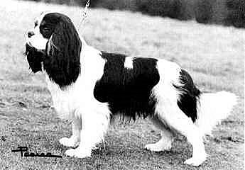 ENG CH Salador Celtic Prince