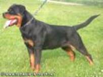 Dina vom Weissen Graben