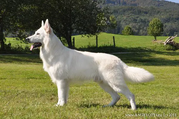 CH RUS, RKF Mon Solei Kashmir Alonso