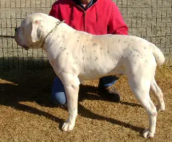 McKeever's Diesel Dog