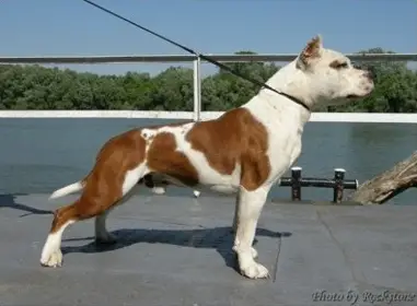 CAC, RCACIB Light Keeper Tipit Z Hanky