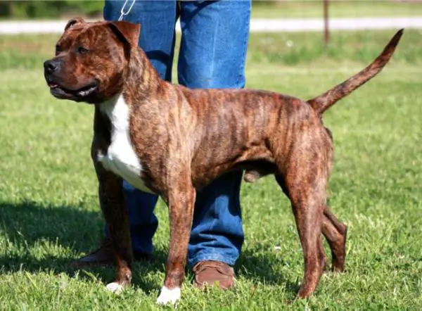 Konfederate Kennel's Mandingo