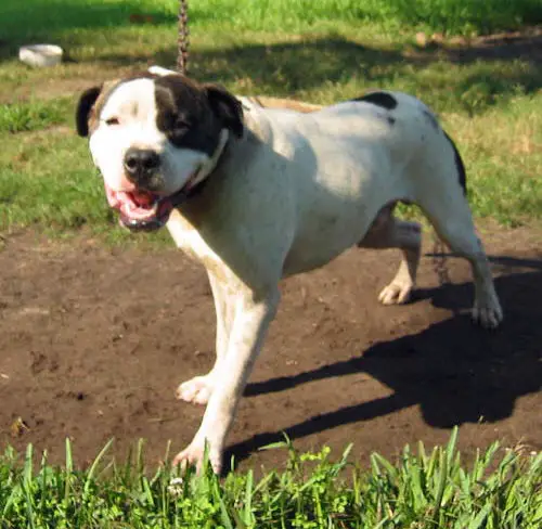 Konfederate Kennel's Joe Bob