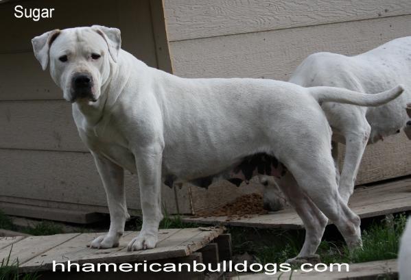 Horsley's Sugar Me Sweet