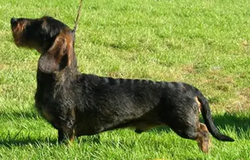 INT DK SE FIN NL CH Sweetax Carl Commander