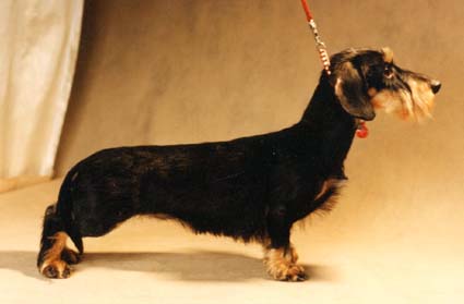 INT RUS RKF CH Fina von der Waldlerklause