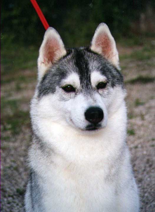 Tundra Boreal del Gran Lupus