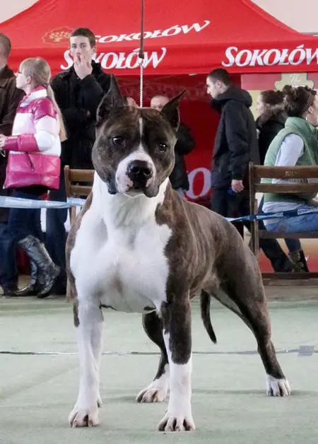 /CHUA,PL,BLG/3XCACIB Yurmala S Almaznogo Ostrova