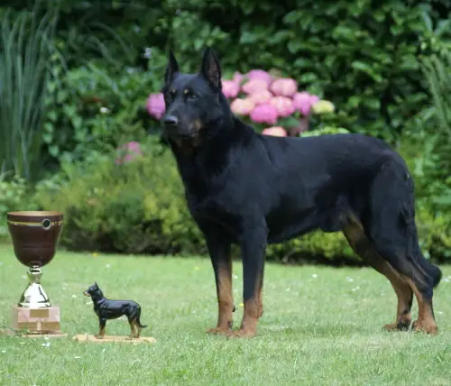 INTER CHAMPION Zarko de l'Amouraudiere