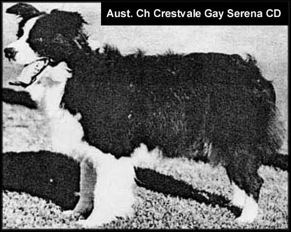 CH (AUST) Crestvale Gay Serena
