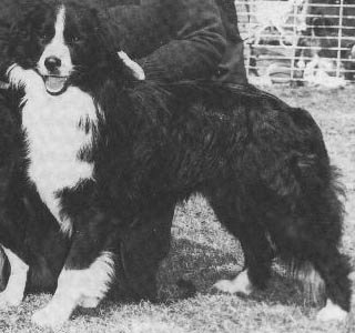 AUST CH Margian Spats