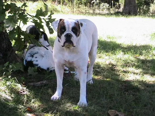 Seeder's Daisy Mae