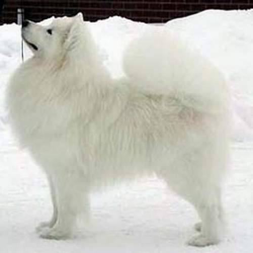 CH Snowmist Charming Clown