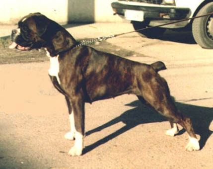 Gloria v.d.Burg Singidunum