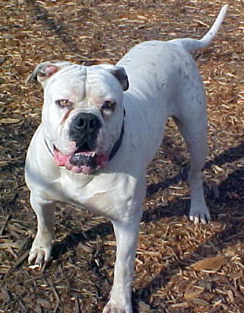 VooDoo's Shango the Destroyer of BH