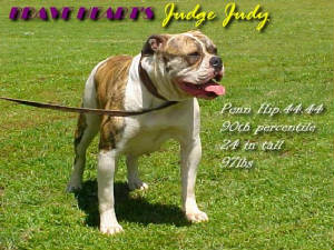 CH Brave Heart's Judge Judy PH-0.44/0.44