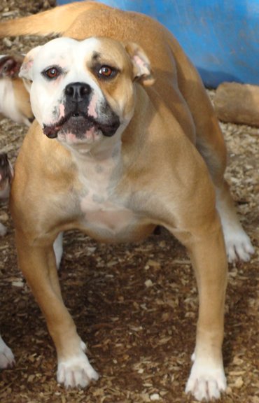 Braveheart's Baby Girl