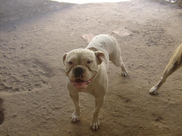 A&K's Lady Bug of OSB