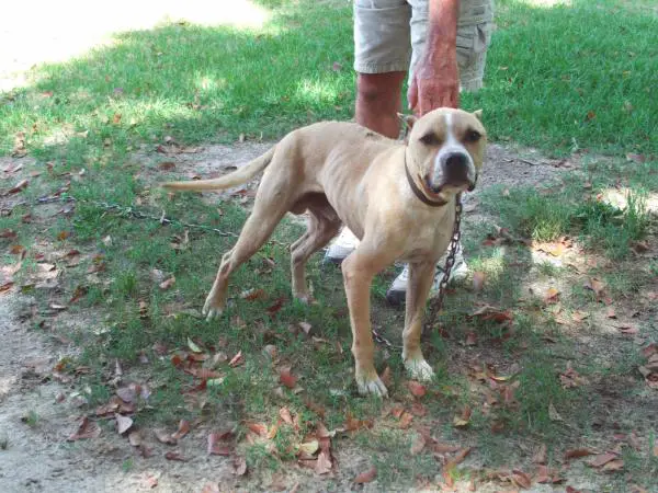 ASHWOOD KENNELS Kilo