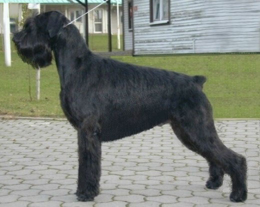 Ramos vom Lobbachtal