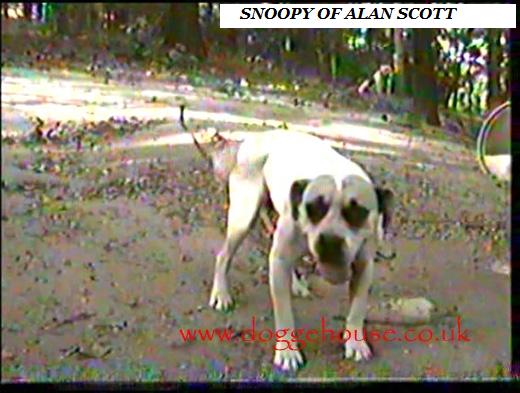 Black Ice's Snoopy of Alan Scott