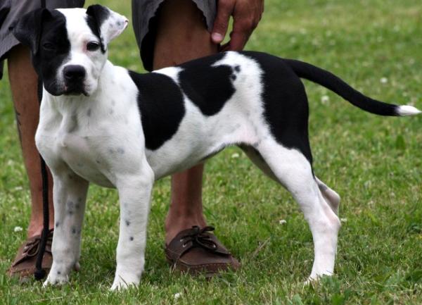 Konfederate's June Bug of FON