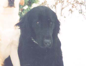 Hortensius von Axenfels